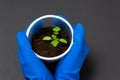 Close up hands of gardener holding green tomato seedling Royalty Free Stock Photo