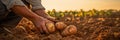 Close-up of a hands gently lifting a potato from the soil, capturing the moment of harvest and the earthy texture of the potatoes