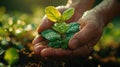 Hands Nurturing Young Seedlings in Soil Royalty Free Stock Photo