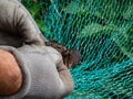 Close-up of hands in glowes trying to free with hands and knife a bird tangled in green, nylon bird netting in garden to protect Royalty Free Stock Photo