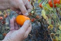 Close up of hands harvesting tomatoes in a greenhouse. Close-up of farmer holding tomatoes