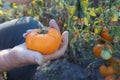 Close up of hands harvesting tomatoes in a greenhouse. Close-up of farmer holding tomatoes