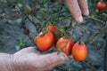 Close up of hands harvesting tomatoes in a greenhouse. Close-up of farmer holding tomatoes