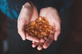 Close-up of hands that hold large yellow vitamins capsules Royalty Free Stock Photo