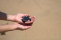 Close up of hands holding small baby turtle hatchling ready for release into the open sea or ocean Royalty Free Stock Photo