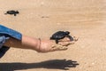 Close up of hands holding small baby turtle hatchling ready for release into the open sea or ocean Royalty Free Stock Photo