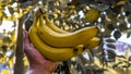 Close up hands holding bananas, outdoors Royalty Free Stock Photo