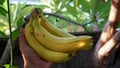 Close up hands holding bananas, outdoors Royalty Free Stock Photo
