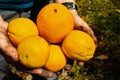 Close up of hands holding freshly picked organic oranges of different sizes; San Jose, South San Francisco bay area, California