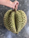 Close up of hands holding a green durian fruit Royalty Free Stock Photo