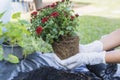 Close-up of hands holding green plant and flower pot above ground with gardening tools. Royalty Free Stock Photo