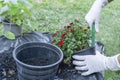 Close-up of hands holding green plant and flower pot above ground with gardening tools. Gardener woman planting flowers in the Royalty Free Stock Photo