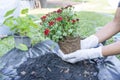 Close-up of hands holding green plant and flower pot above ground with gardening tools. Gardener woman planting flowers in the Royalty Free Stock Photo