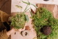 Close up of hands holding kokedama , diy japanese decoration with plants and moss while at home with soil and rope. learning home