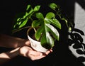 Hands holding monstera plant in flower pot. Houseplant care concept