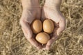 Close-up of hands holding organically produced ranch eggs. Selective focus. background blur. Organic eggs concept