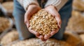 Hands holding oats in a rustic setting Royalty Free Stock Photo