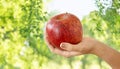 Close up of hands holding ripe red apple Royalty Free Stock Photo