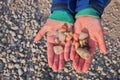 Close Up of Hands Holding Rocks and Pebbles Collected on Beach at Georgian Bay Royalty Free Stock Photo