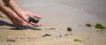 Close up of hands holding small baby turtle hatchling ready for release into the open sea or ocean Royalty Free Stock Photo