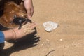 Close up of hands holding small baby turtle hatchling ready for release into the open sea or ocean Royalty Free Stock Photo