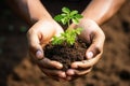 close-up of hands holding soil with a young plant Royalty Free Stock Photo