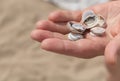 Close-up of hands holding three small seashells on the beach, natural lighting Royalty Free Stock Photo