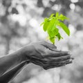 Close-up of hands holding young plant Royalty Free Stock Photo