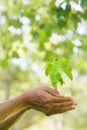 Close-up of hands holding young plant Royalty Free Stock Photo