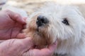 Close up of hands inspecting the face of a dirty west highland w