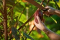 Close-up of hands with machete