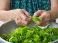 Close-up of hands old woman`s picking Bauhinia purpurea Linn for cooking Royalty Free Stock Photo