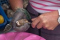 Close up of hands opening an oyster, Cancale, France