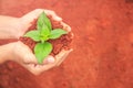 Hands of people holding soil and young plant. Ecology and growing plant concept Royalty Free Stock Photo