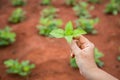 Hands of people holding soil and young plant. Ecology and growing plant concept Royalty Free Stock Photo