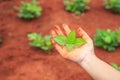 Hands of people holding soil and young plant. Ecology and growing plant concept Royalty Free Stock Photo