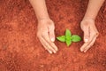 Hands of people protecting young plant on red soil. Ecology and Royalty Free Stock Photo