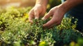 Close-up of Hands Picking Fresh Thyme in a Garden Royalty Free Stock Photo