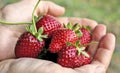 strawberries Royalty Free Stock Photo