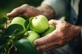 close up on hands picking ripe and fresh green apple fruits from a tree branch full of leaves and apples Royalty Free Stock Photo