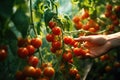 close-up of hands picking ripe tomatoes in a greenhouse