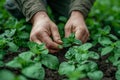 Close-up of hands placing natural predators for pest control in an organic crop. AI generated. Royalty Free Stock Photo