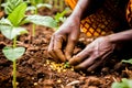 Close-up of hands planting seeds in fertile soil, symbolizing agriculture. Royalty Free Stock Photo