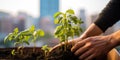 Close-up of hands, planting a small sapling in an urban balcony garden, surrounded by high-rise buildings, concept of