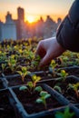 Close-up of hands planting young green seedlings in urban garden beds with a cityscape sunrise in the background.