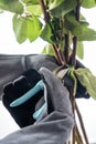 Close-up hands in protective gloves prune rose bush with large thorns