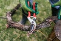 Close-up of hands with pruning shears trimming a branch of a tree in the home garden with green grass Royalty Free Stock Photo