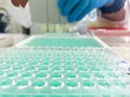 Close-up for hands of a researcher pipetting samples in micro plate Royalty Free Stock Photo