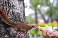 Hands of Thai Asian old man who was sending bread to give a squirrel