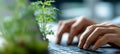 Close-up of Hands Typing on Keyboard with Green Plant in Background Royalty Free Stock Photo